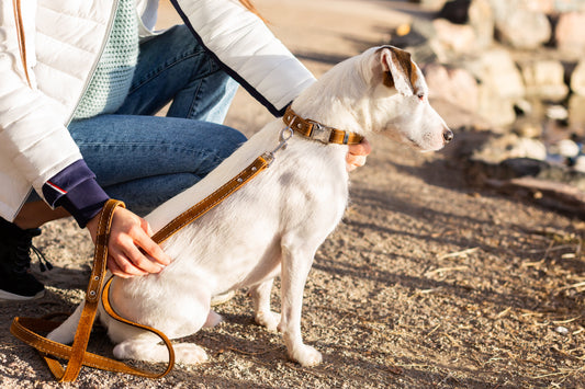 Dog Collar Traditional Earth Brown Leather Leash for Comfort - detail product image for dog collar