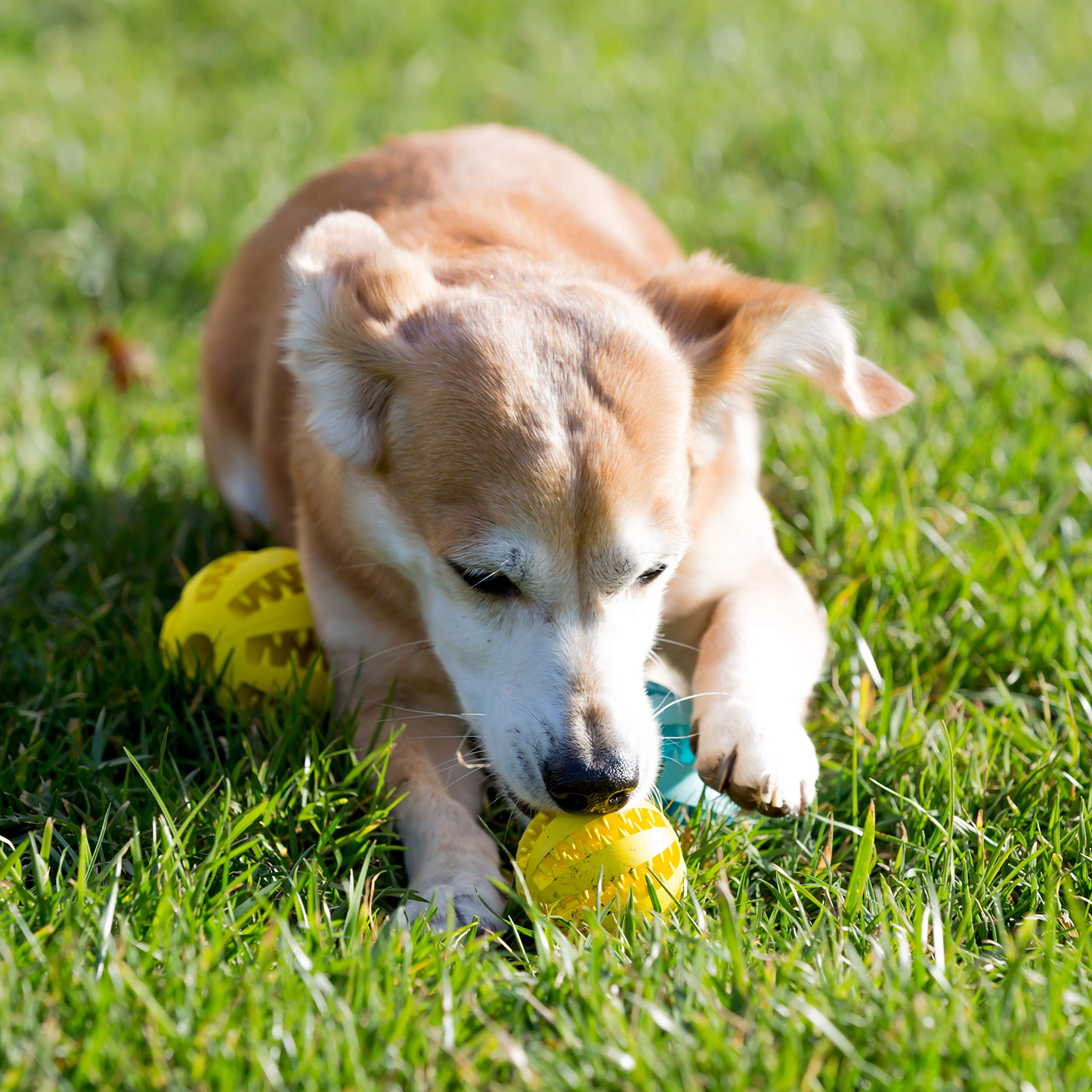 Dog Treats 2 5 Squeaky Interactive Dog Balls for Puppy Teeth - gallery image 19