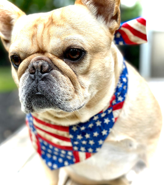 USA Dog Bandana - detail view