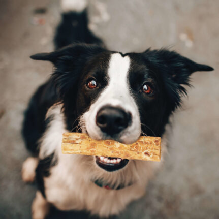 Dog Treats Premium Beef Chews 3.2oz Training Rewards Premium - lifestyle view
