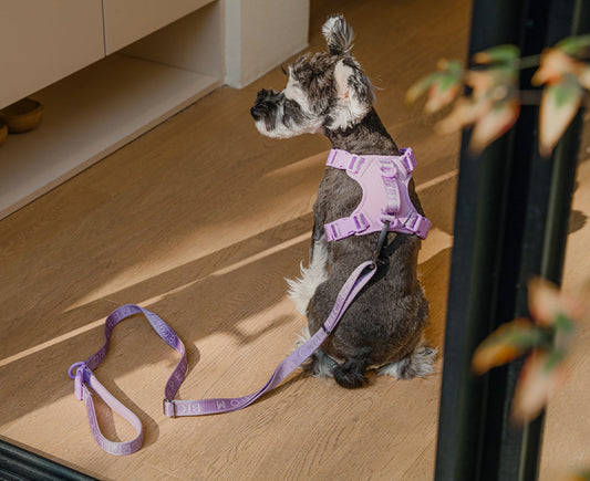 Dog Leash Padded Active Walking Lead Adjustable MINT PURPLE - detail view