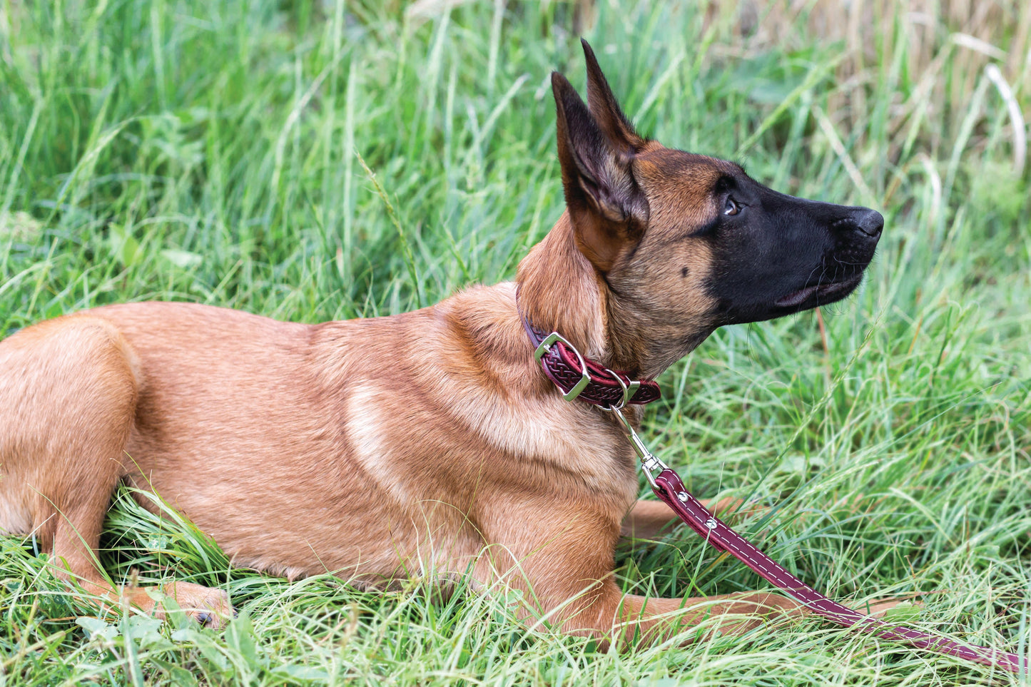 Dog Collar Celtic Double Buckle Style Leather Collar Essenti - gallery product image for dog collar