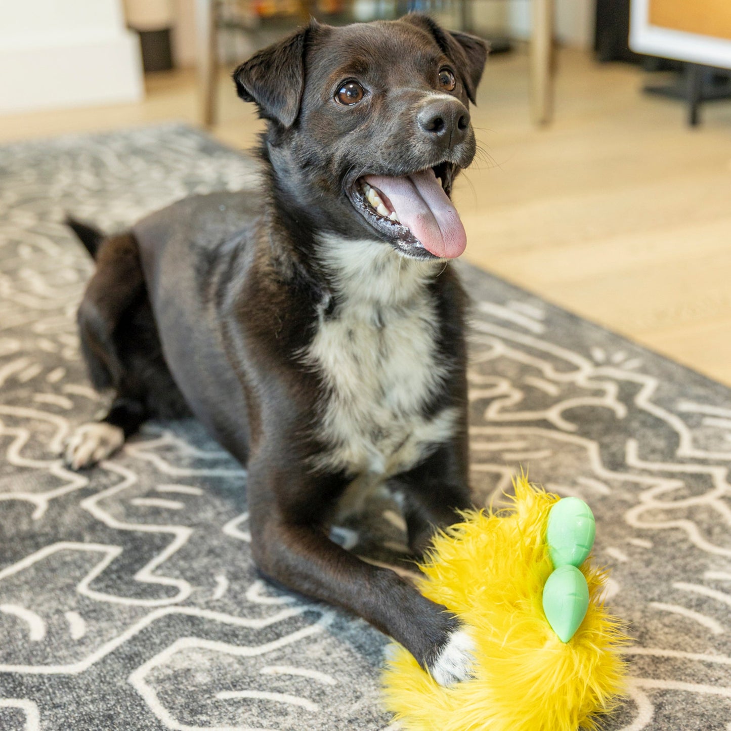 Rolf Interactive Dog Toy Durable Play Premium - gallery image 7