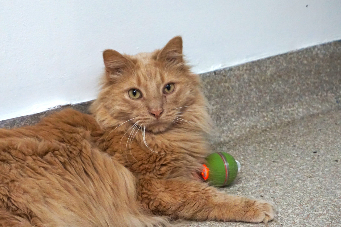 Cat Toy HuggleKats PlayKat Interactive Toy for Daily Use main product image for dogs and cats