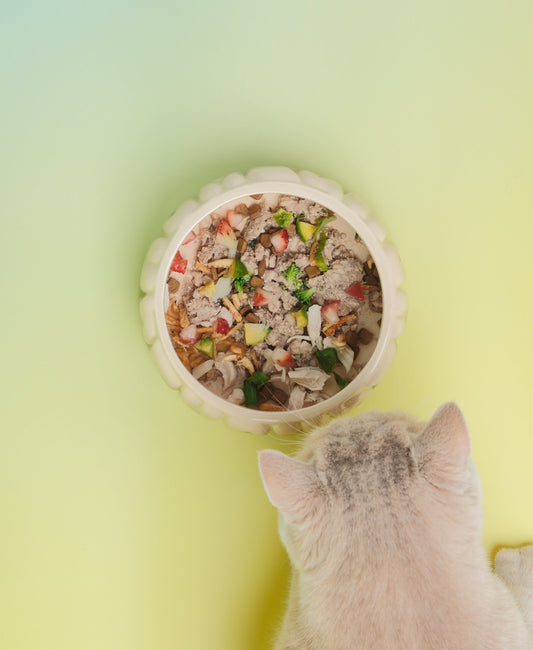 Puff Pet Bowl Gradient Olive Pet Feeding Hydration Supply - detail view