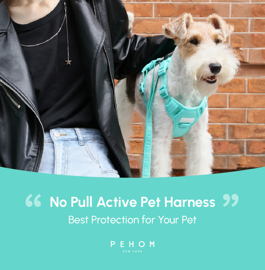 Dog Harness No Pull Active Fit Adjustable MINT GREEN Walking - gallery image 18