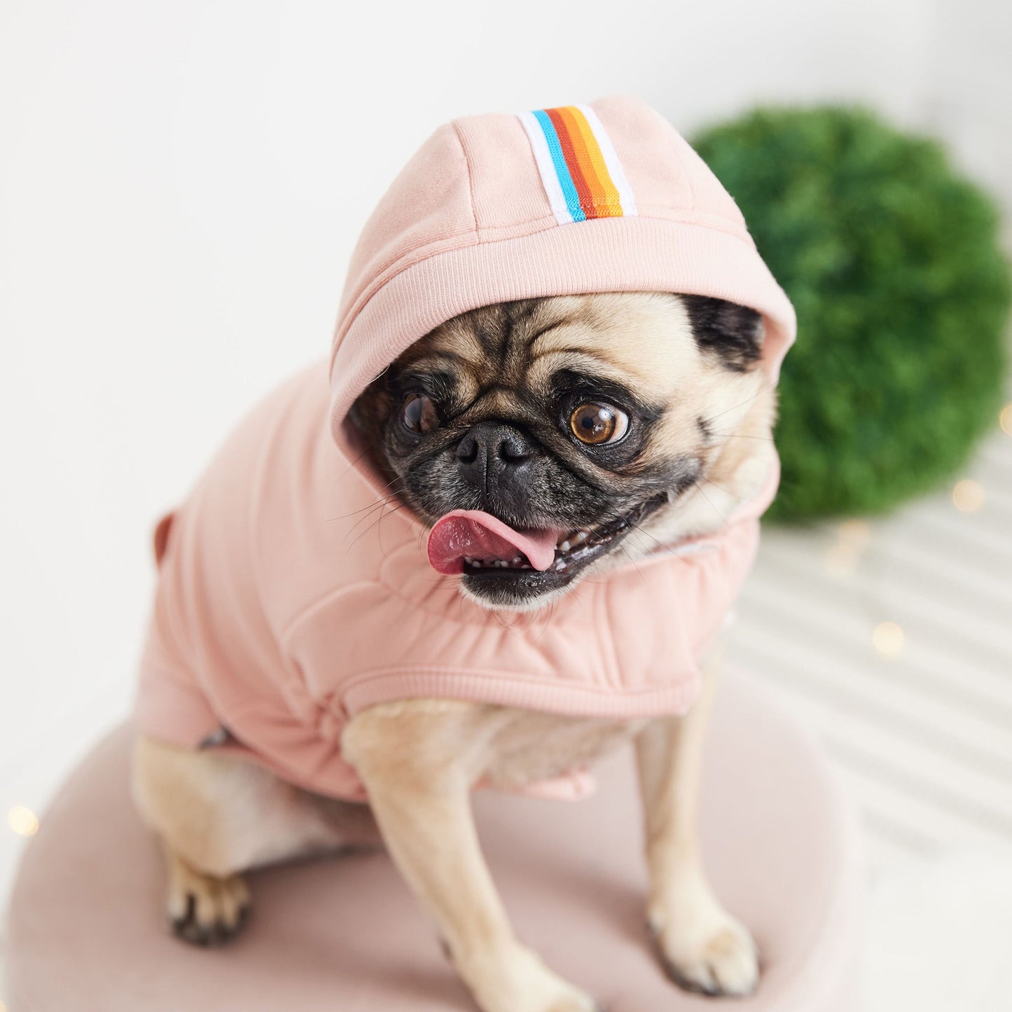Urban Hoodie Pink Dog Apparel Premium Pet Supply Premium - close up view