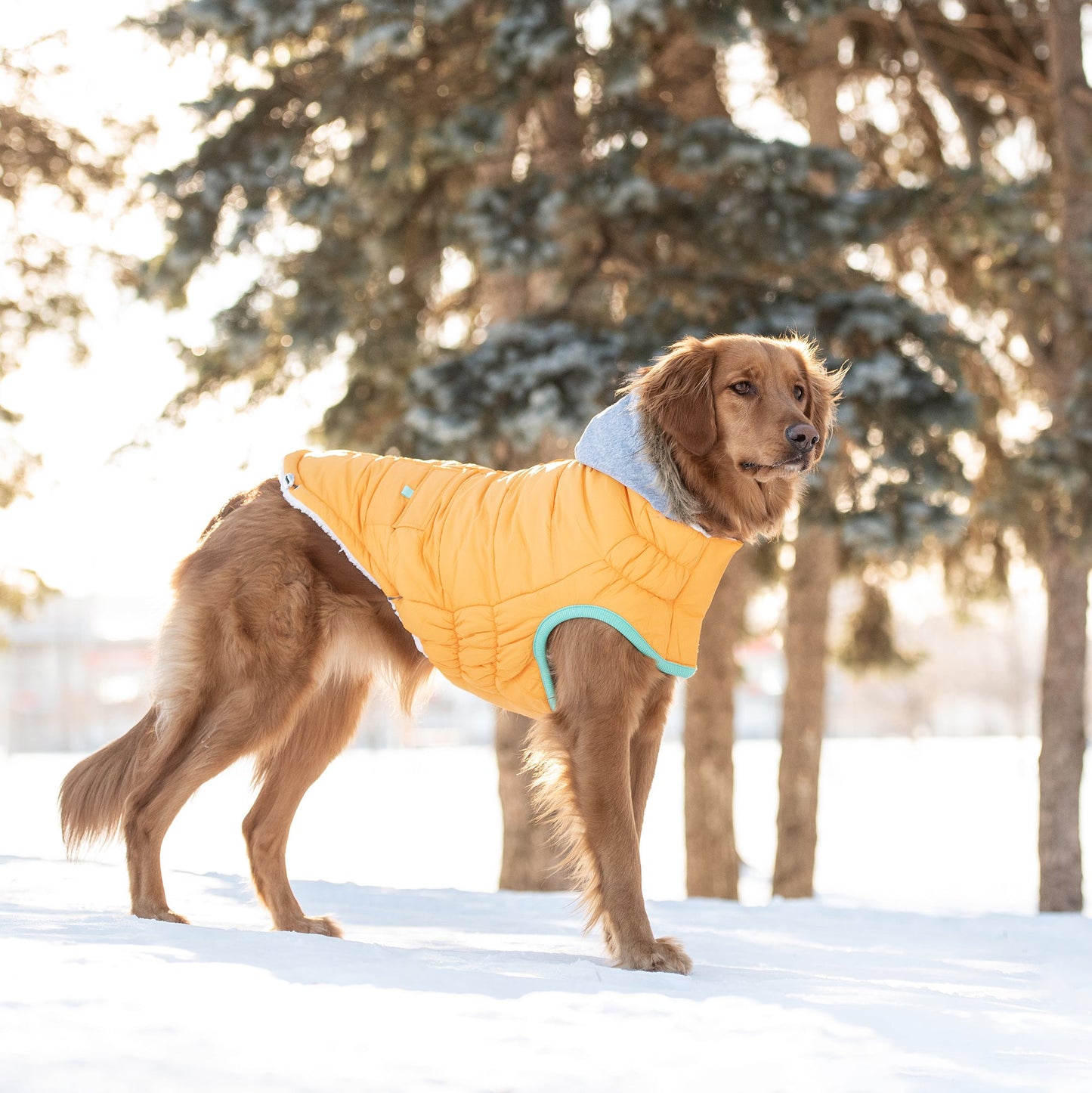 Winter Sailor Parka Yellow Dog Apparel Premium Pet Supply - close up view