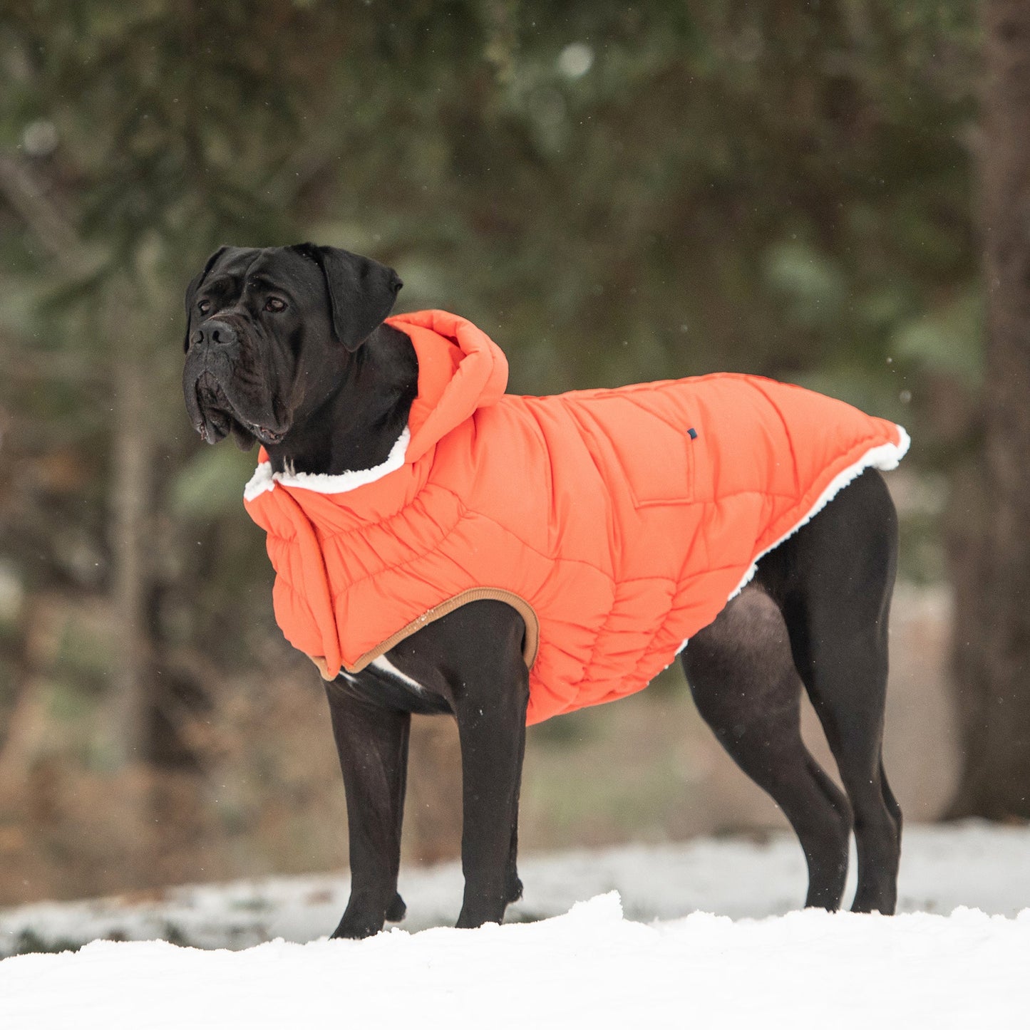 The Puff Parka Orange Dog Jackets Premium Pet Supply Premium - gallery image 5