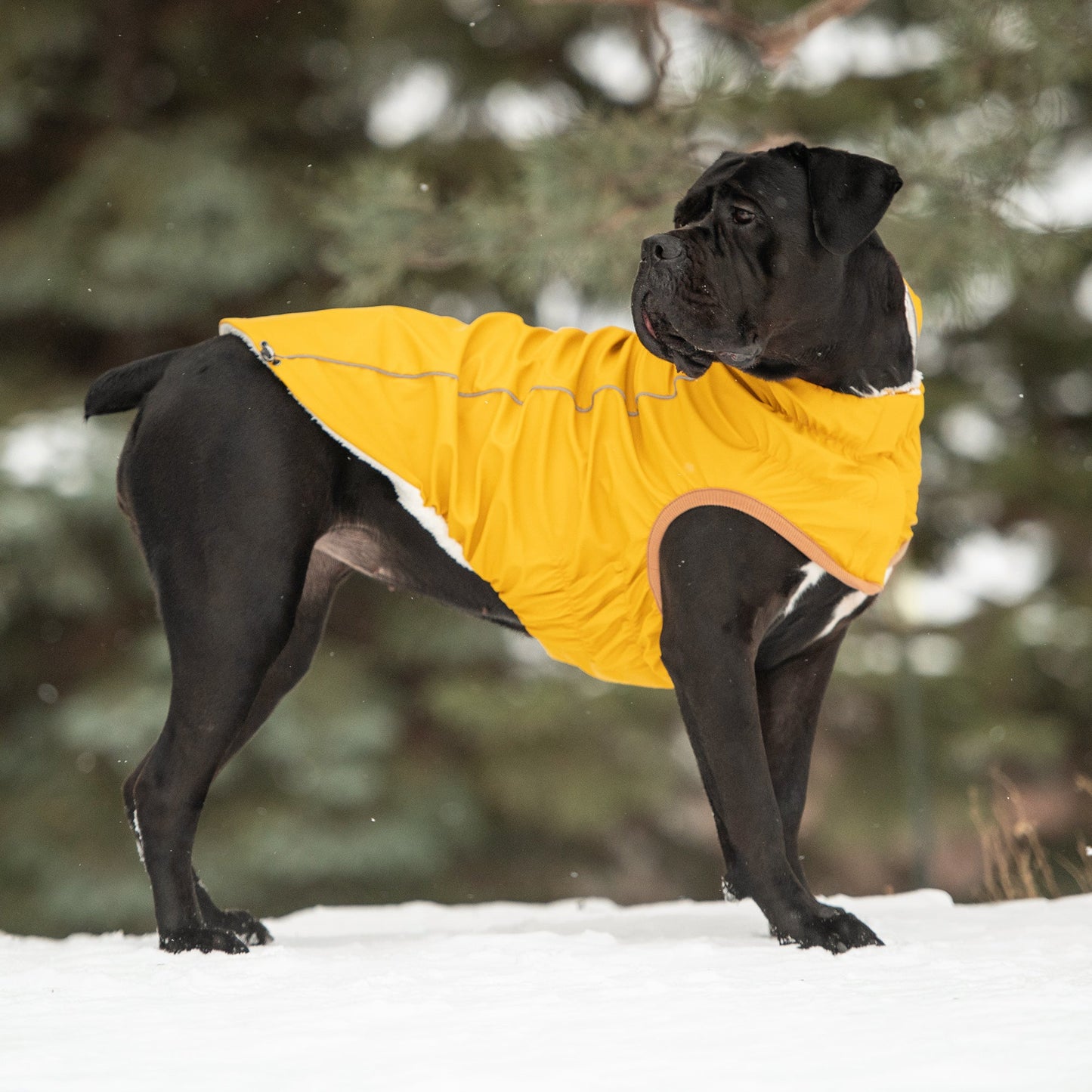 Insulated Raincoat Yellow Dog Apparel Premium Pet Supply - gallery image 5