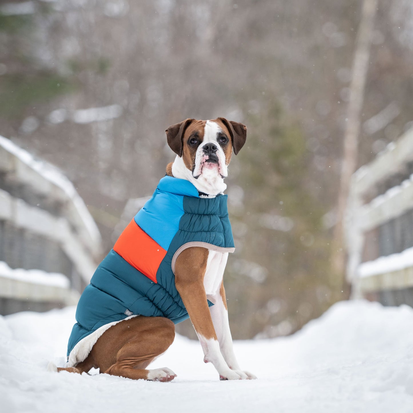 Color Block Puffer Dog Jackets Premium Pet Supply Premium - gallery image 20