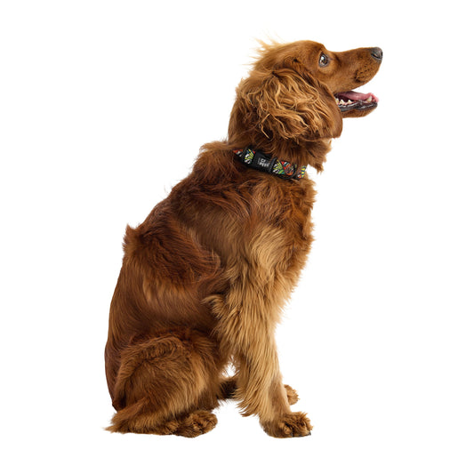 Dog Collar Adjustable Everyday Wear Adjustable Classic Premi - detail view