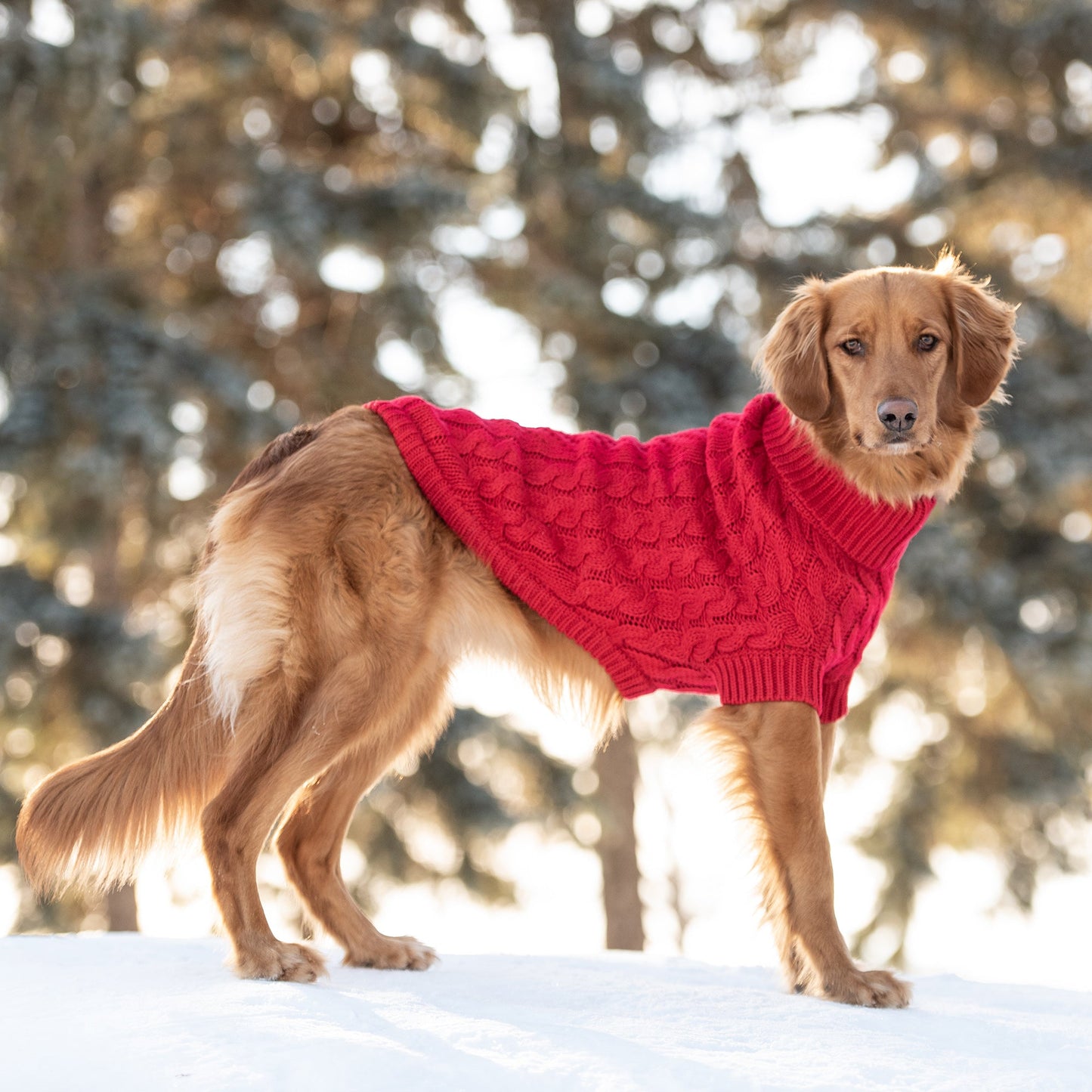 Chalet Sweater Red Dog Sweaters Premium Pet Supply Premium - gallery image 5