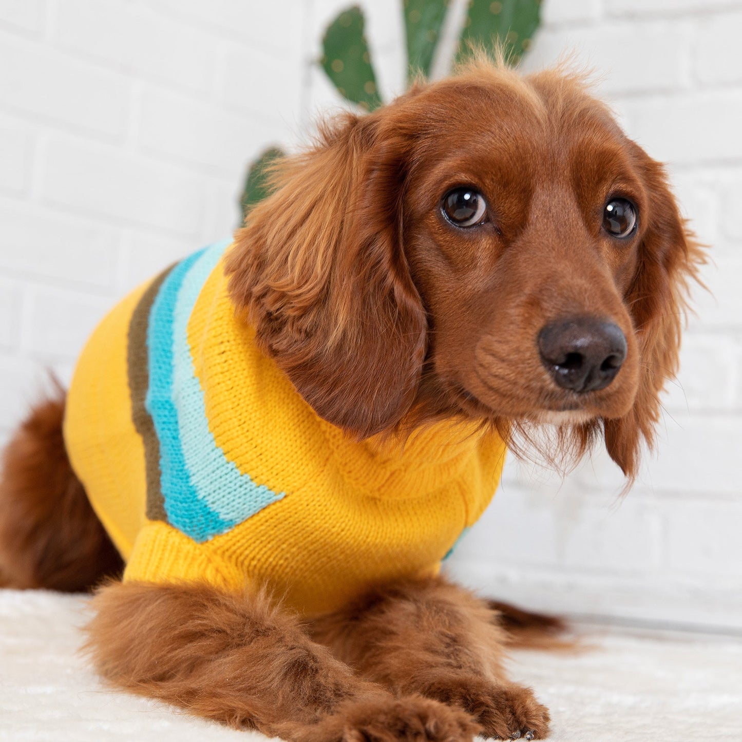 Alpine Sweater - Yellow - gallery view 6 | Pet Supplies at Purrfect Pet Kingdom for Dogs and Cats