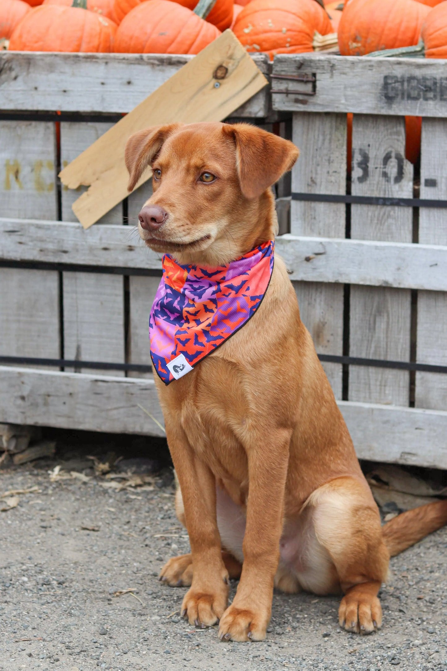 Spooky Bat Squares Dog Bandana Dog Bandanas Premium Pet - lifestyle view