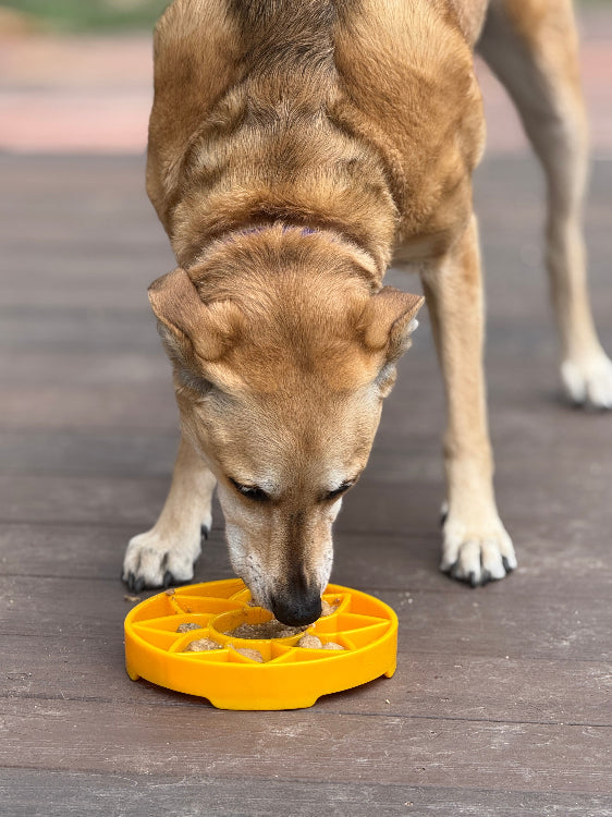 Sunflower Etray Shallow Slow Feeder Dog Bowl For Enrichment - gallery image 9