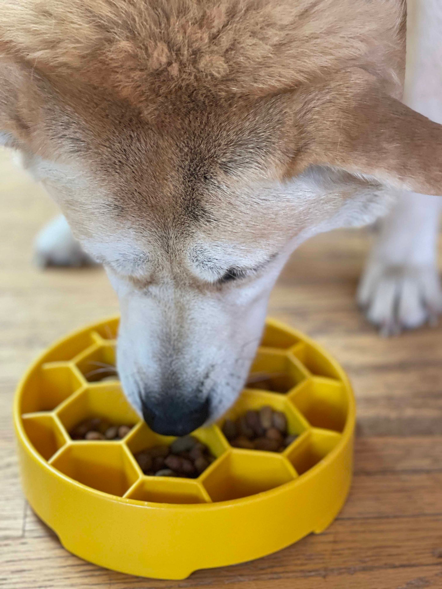 Honeycomb Ebowl Deep Slow Feeder Dog Bowl For Enrichment USA - gallery image 17