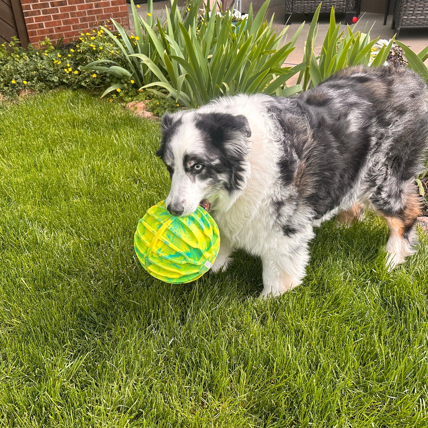 KONG Flexball Sport Ball XL Fetch Dog Toy Durable Play - lifestyle view