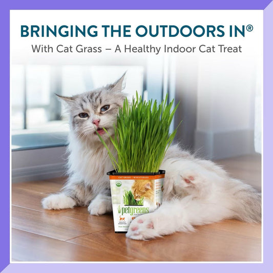Pet Greens Organic Cat Grass Catnip Premium Pet Supply - detail view