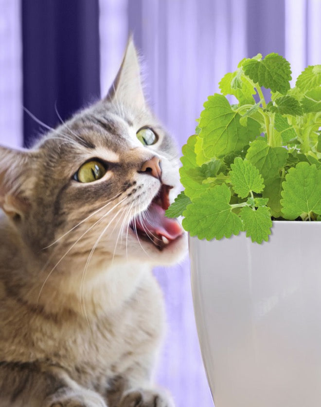 Pet Greens All Natural Live Catnip Catnip Premium Pet Supply - lifestyle view