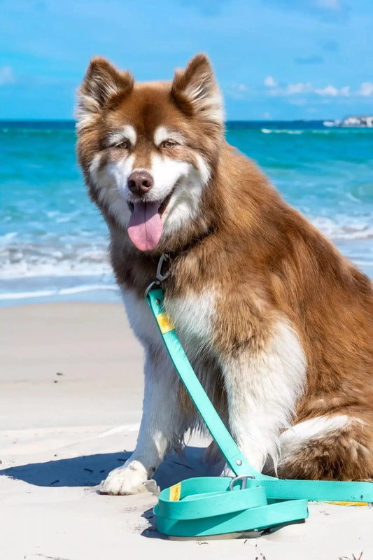 Island Vibes Waterproof Dog Leash Adjustable Dog Walking - detail view