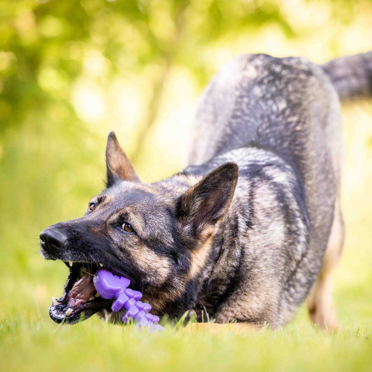 Fish Bone Nylon Dog Toy For Aggressive Chewers USA Made Dog - detail view