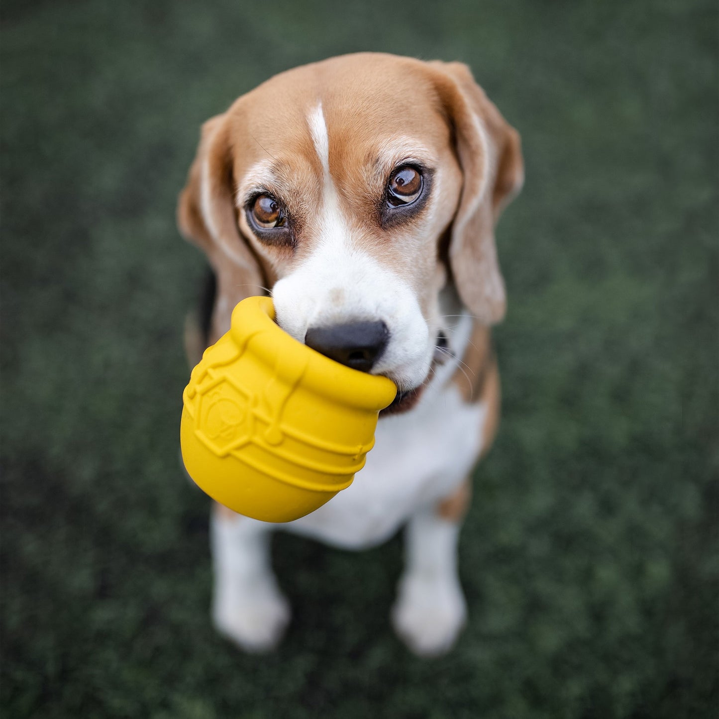 Honey Pot Dog Ecup Treat Dispenser Durable Pup X Rubber Toy - gallery image 18