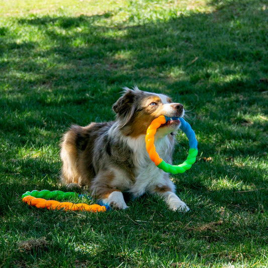 KONG Twistz High Viz Ring Interactive Dog Toy Durable Play - detail view