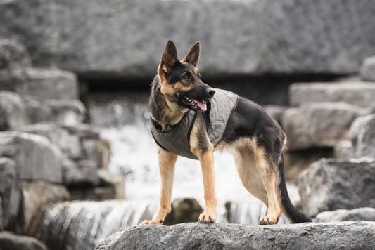 Dog Cooling Products Adjustable Grey Premium Pet Supply - detail view