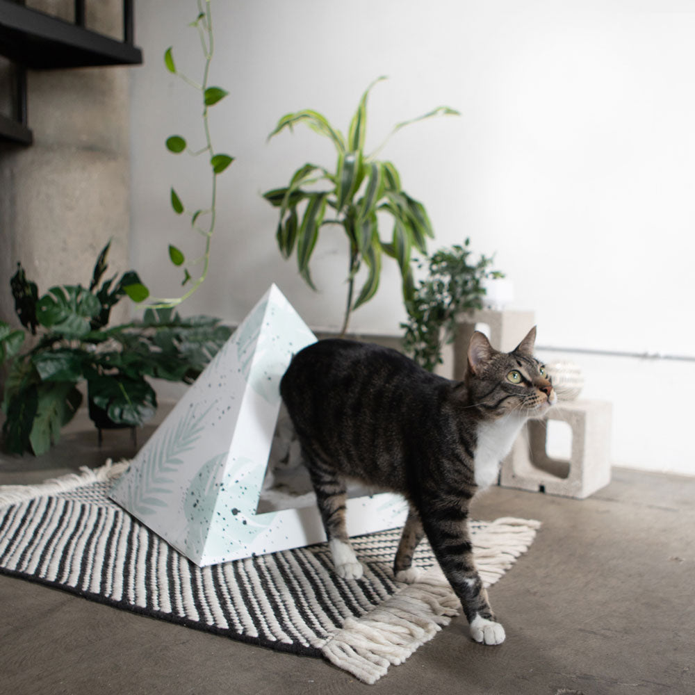 'Oasis' Cardboard Cat Pyramid - gallery image 7