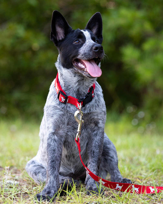 Jeffers Reflective Hound Series Adjustable Nylon Dog Collars - detail view