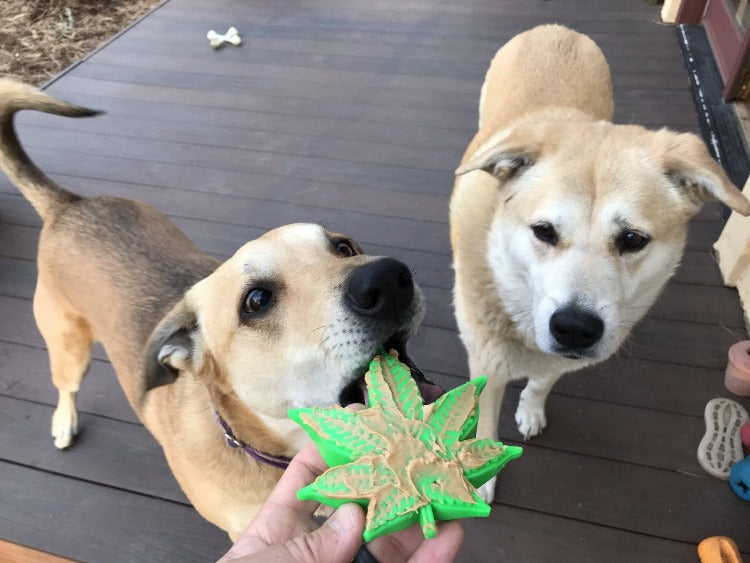 Colorado Maple Leaf Nylon Dog Chew Toy For Aggressive USA - gallery image 5