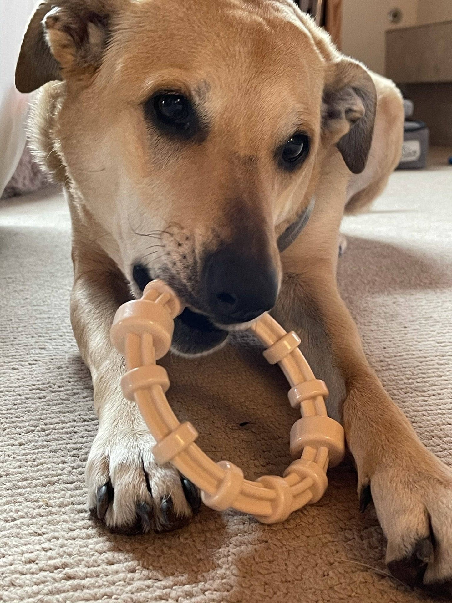 Chicken Flavored Teething Ring For Puppies Aggressive USA - gallery image 8
