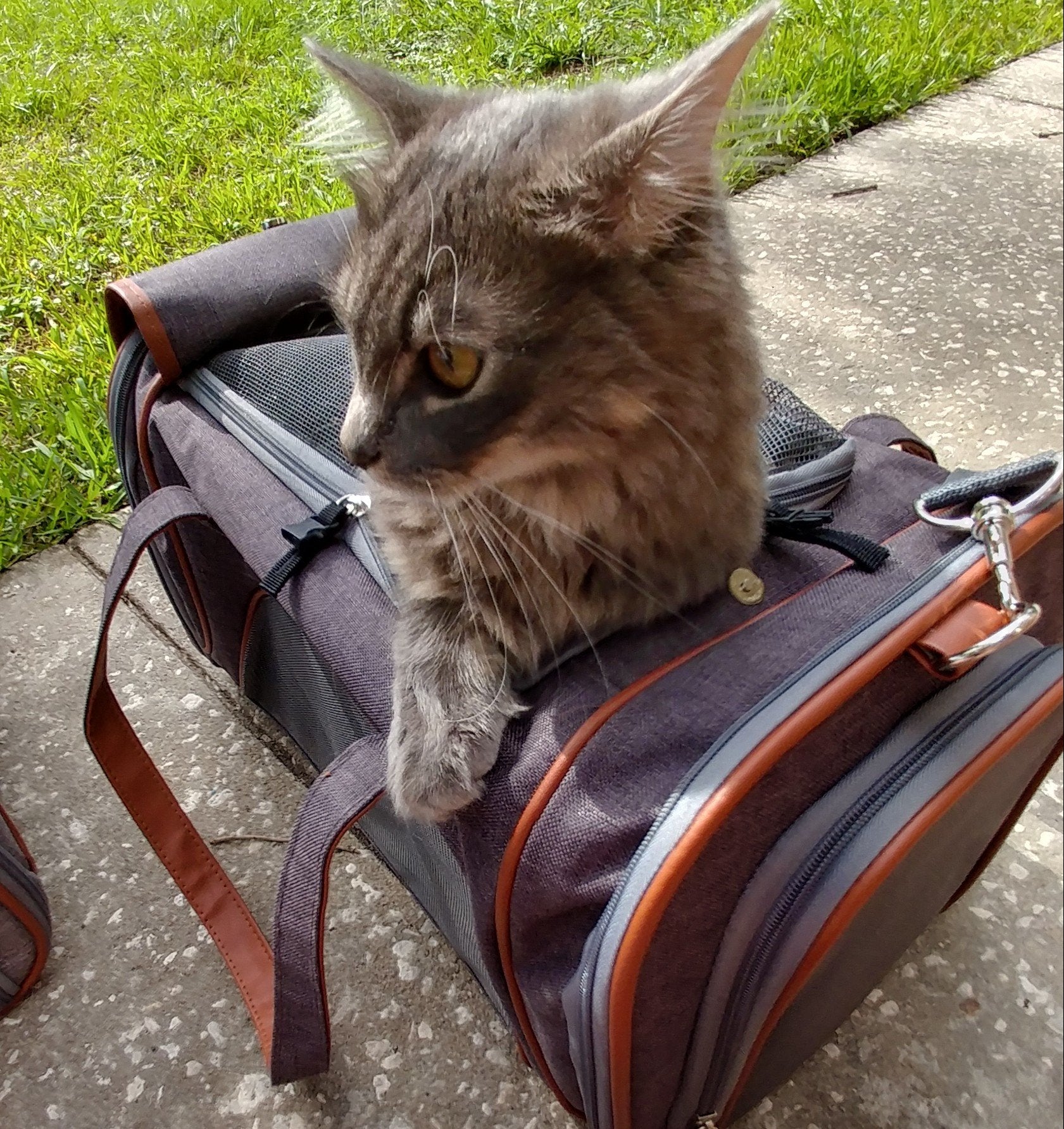 Mr. Peanut's Gold Series Standard Size Airline Compliant Pet Carrier - gallery image 22