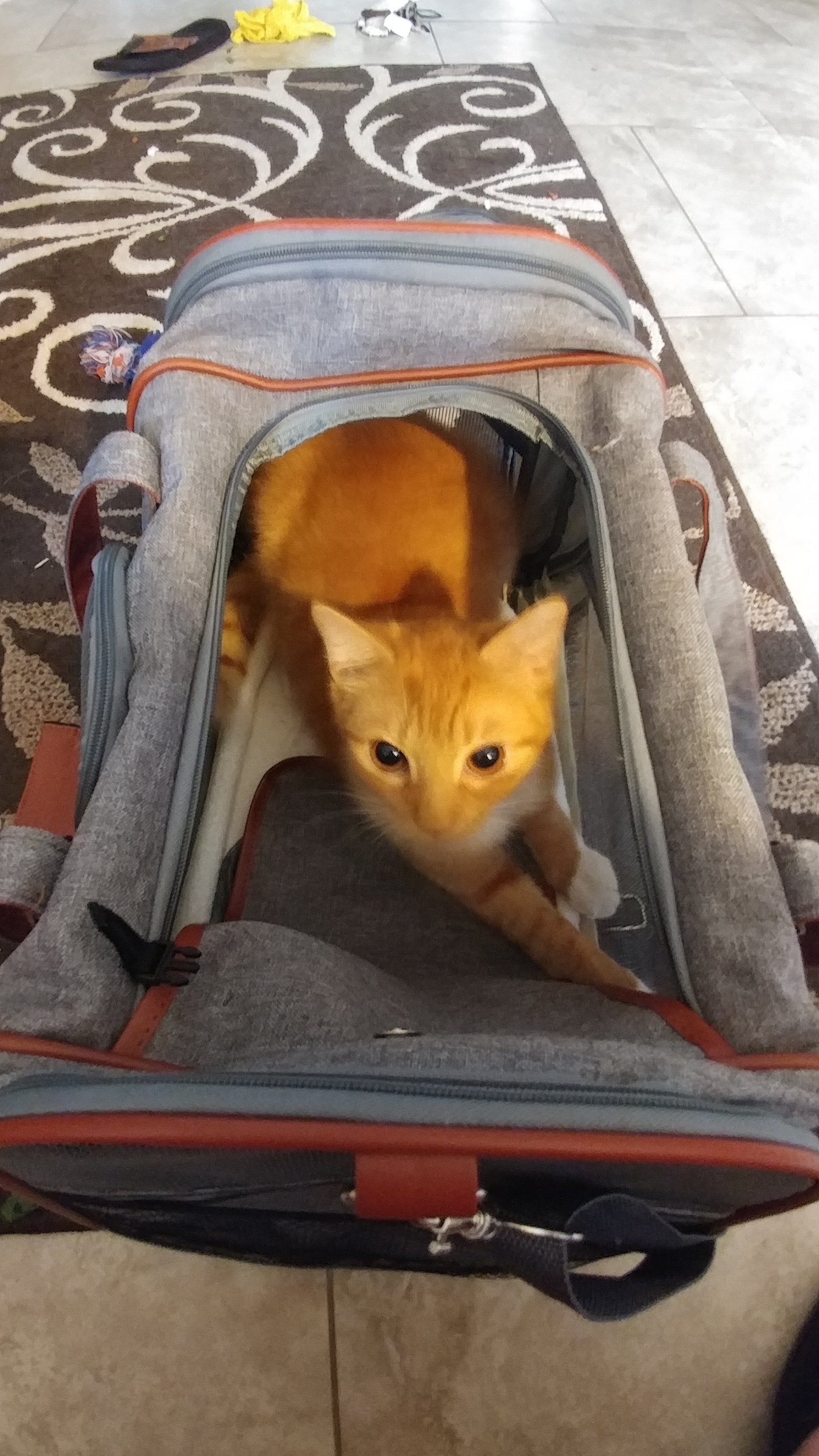 Mr. Peanut's Gold Series Standard Size Airline Compliant Pet Carrier - gallery image 23