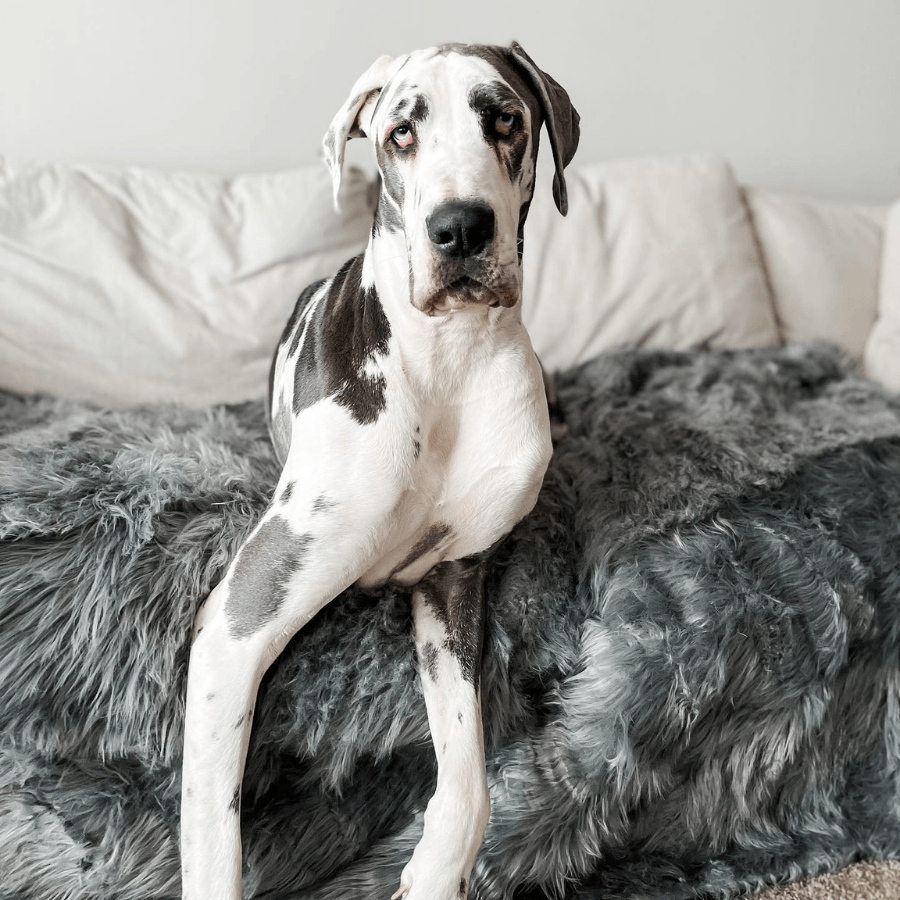 Pupprotector Waterproof Throw Blanket Charcoal Grey Pet Bed - gallery image 10
