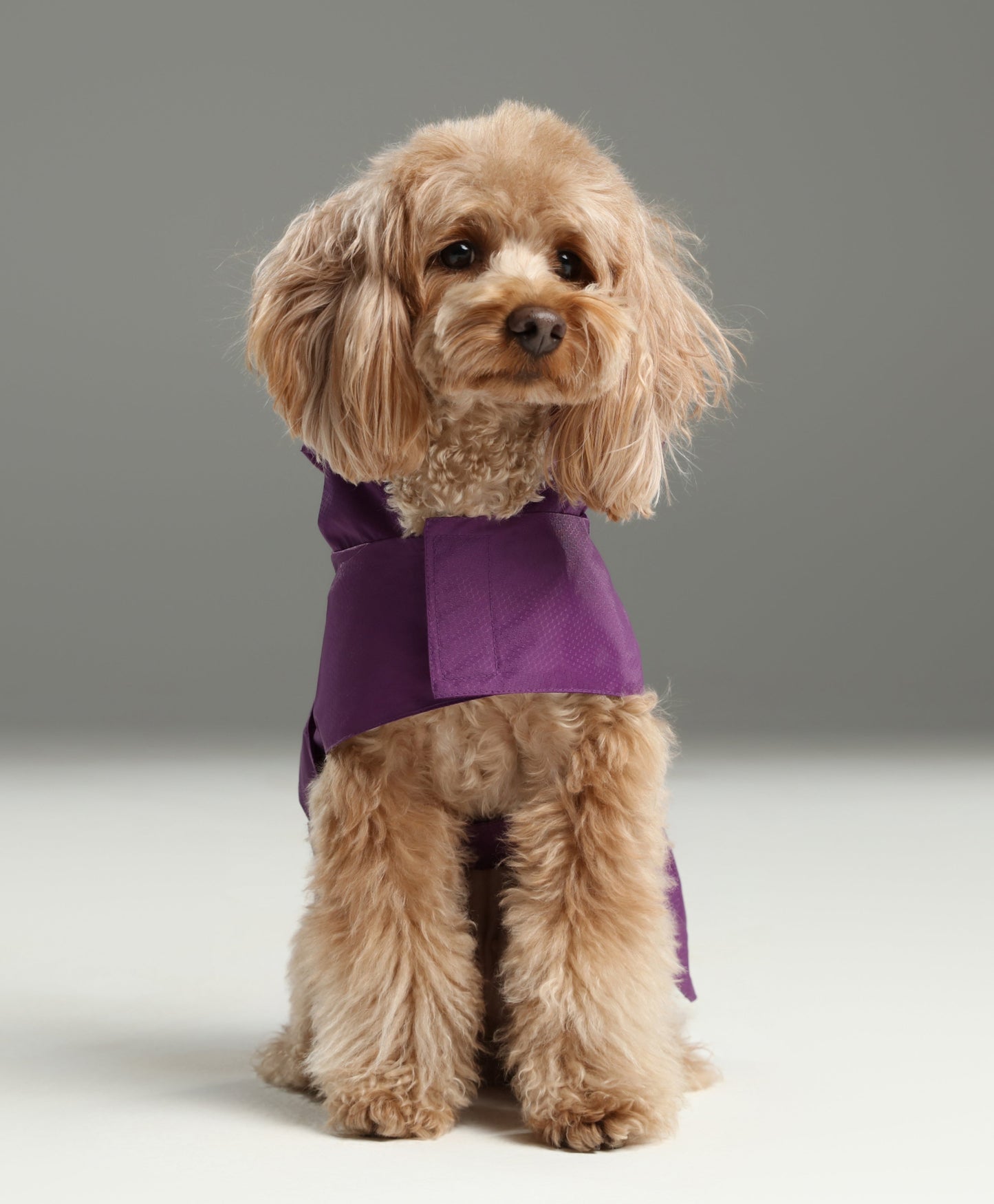 Capsule Raincoat Purple Dog Apparel Premium Pet Supply - lifestyle view