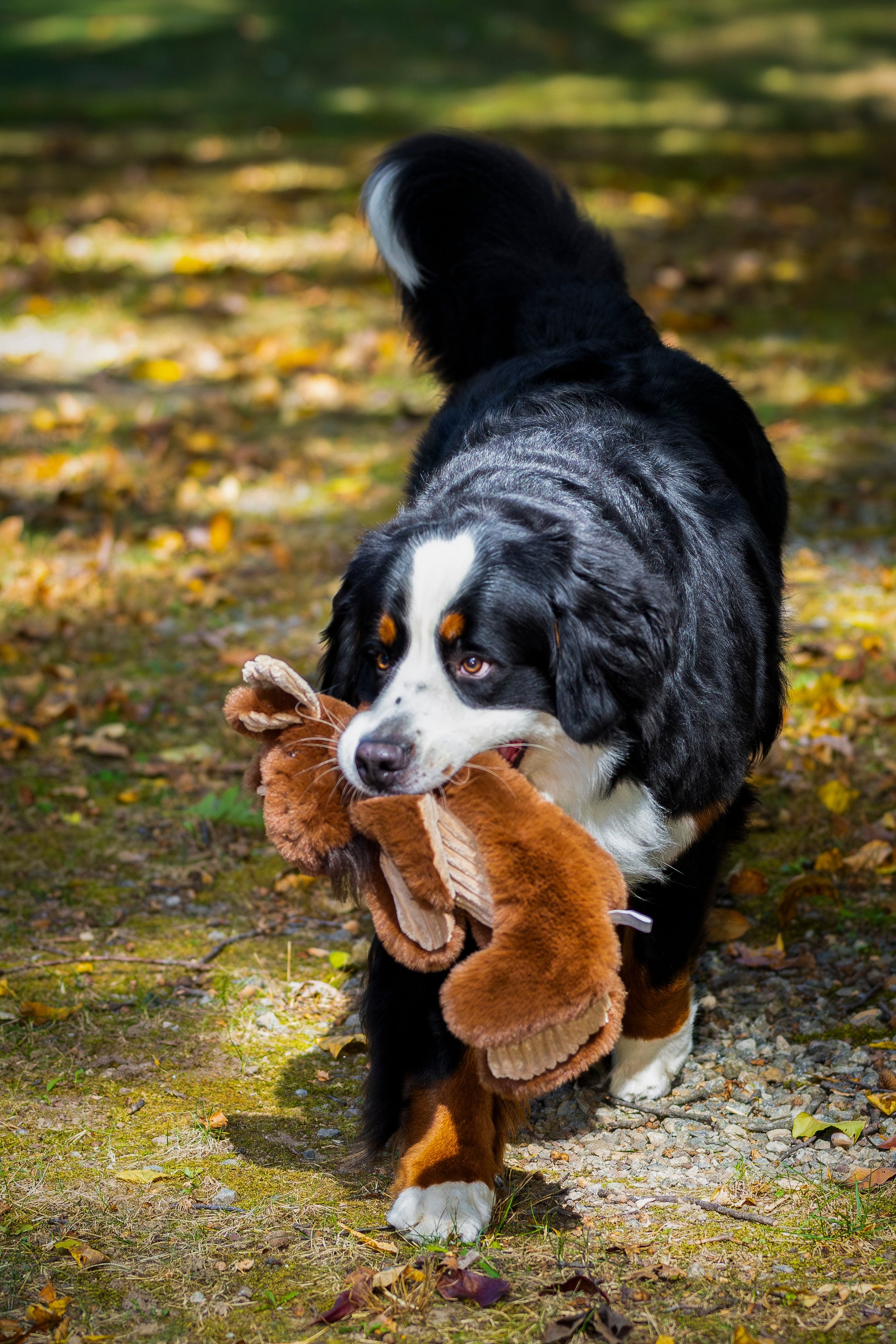 Dog Toy Maple Moose X-Brace Durable Plush Toy for Daily Use main product image for dogs and cats