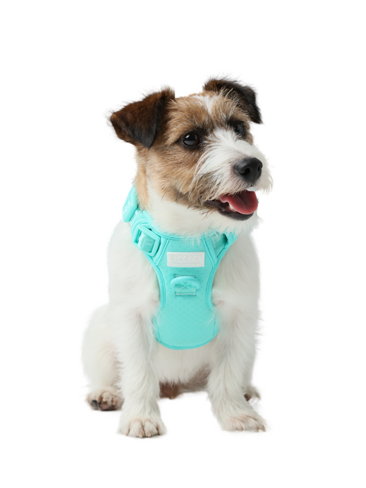 Dog Harness No Pull Active Fit Adjustable MINT GREEN Walking - main product image