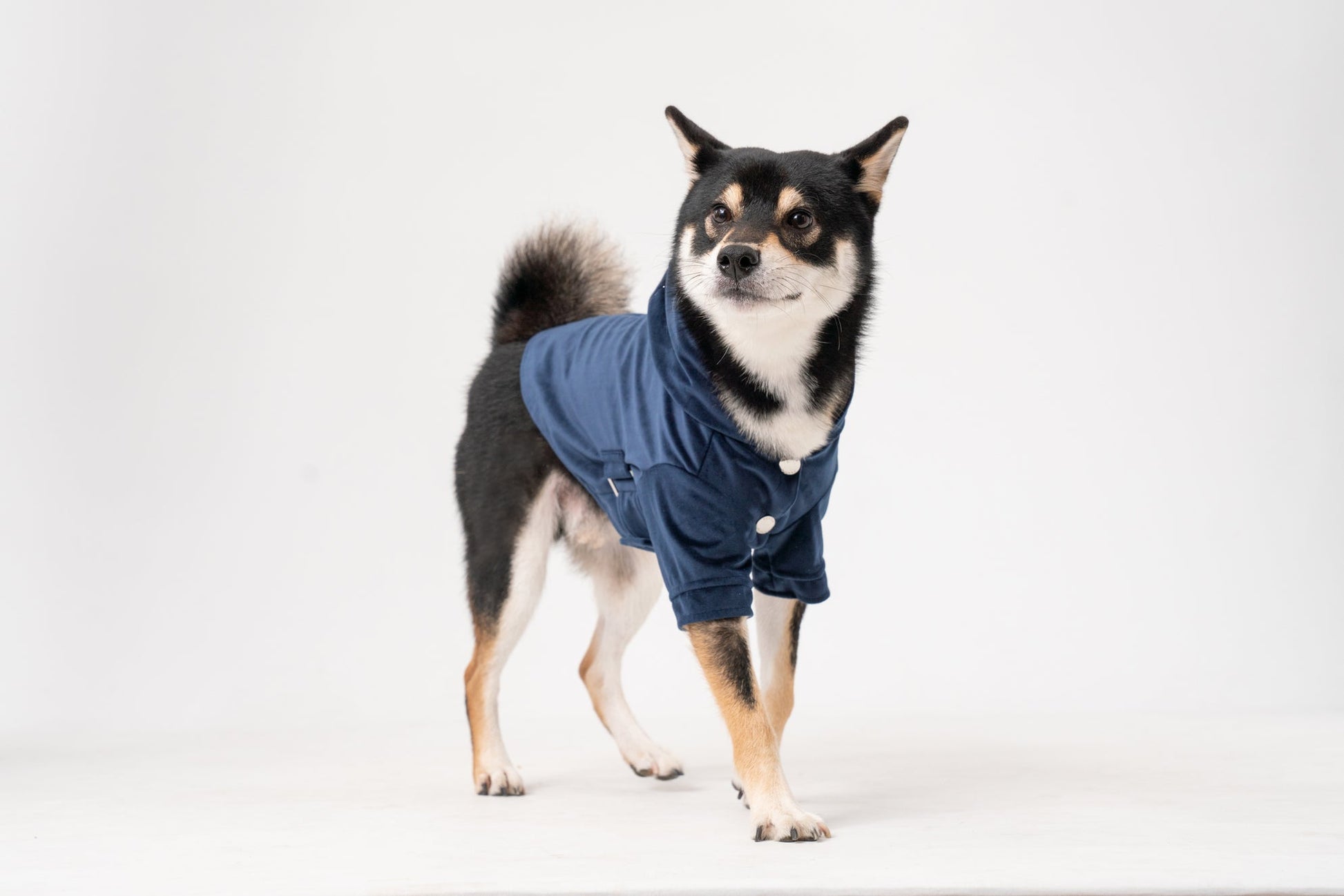 Huston Hoodie Midnight Blue Dog Apparel Premium Pet Supply - close up view