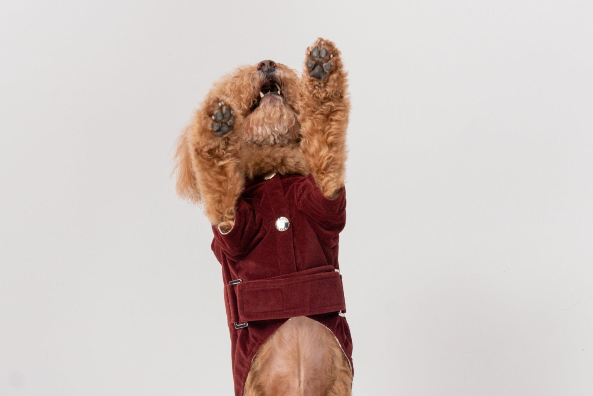 Huston Hoodie Dark Burgundy Dog Apparel Premium Pet Supply - gallery image 7