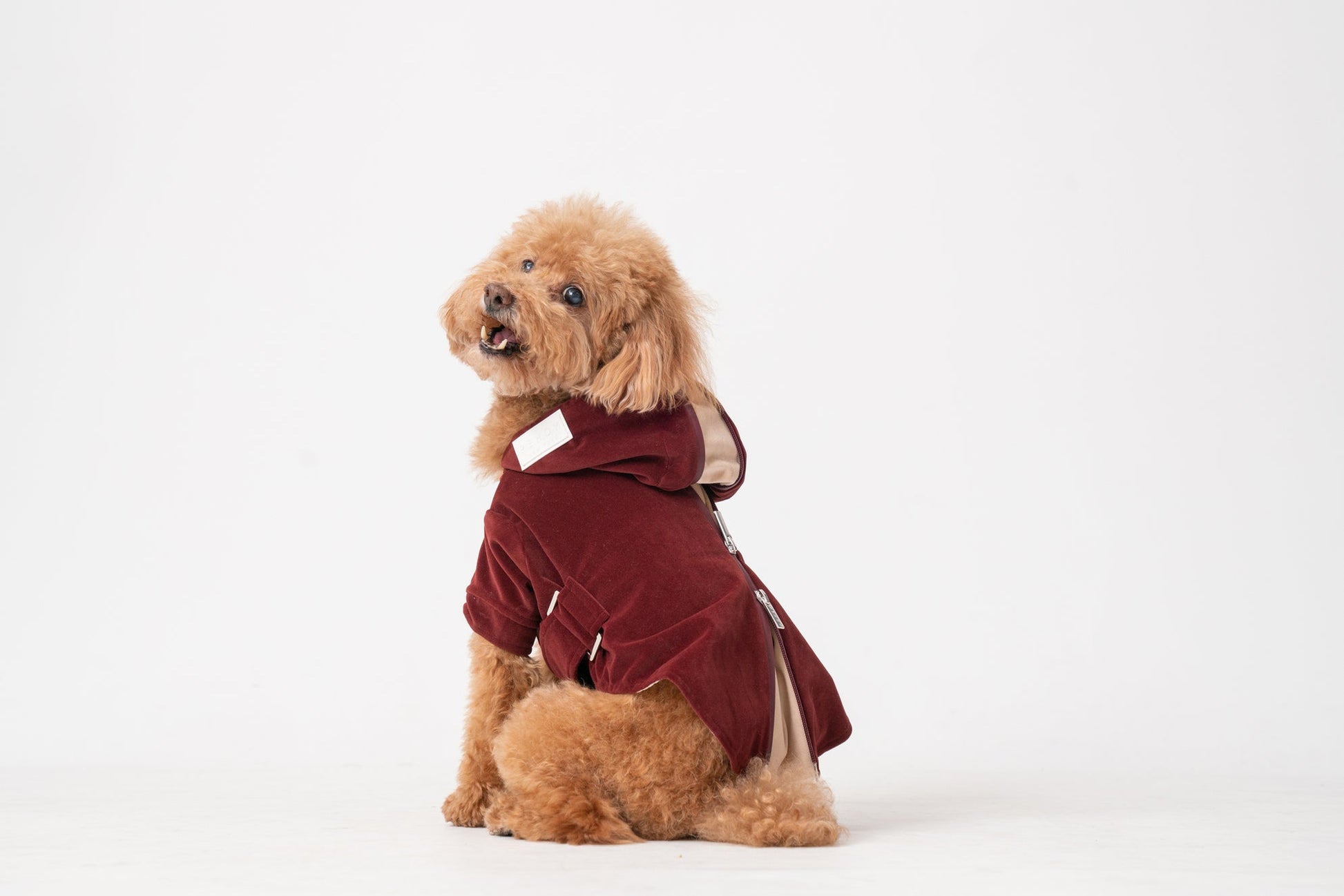 Huston Hoodie Dark Burgundy Dog Apparel Premium Pet Supply - gallery image 6