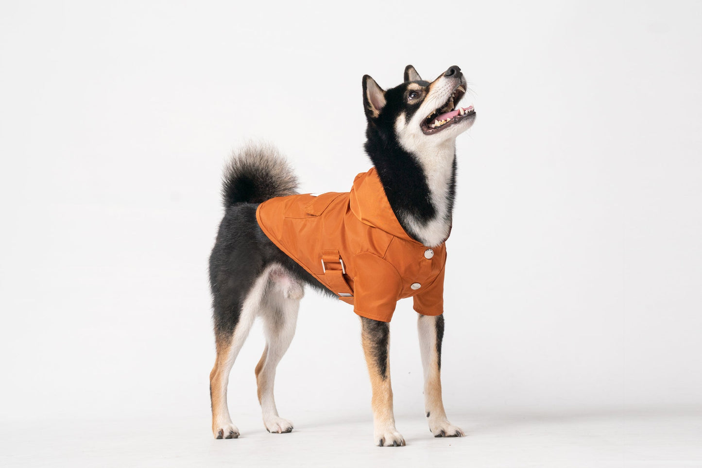 Bowery Raincoat Orange Dog Apparel Premium Pet Supply - lifestyle view