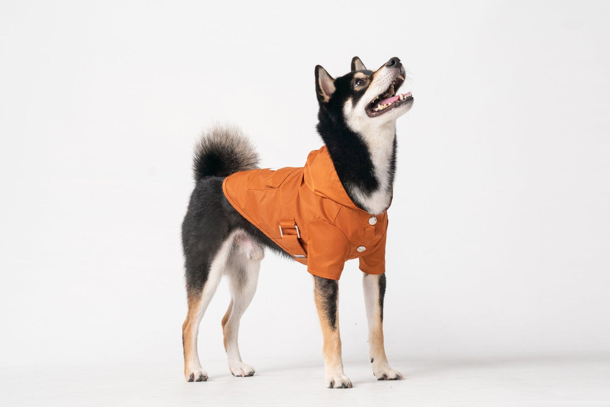 Bowery Raincoat Orange Dog Apparel Premium Pet Supply - lifestyle view