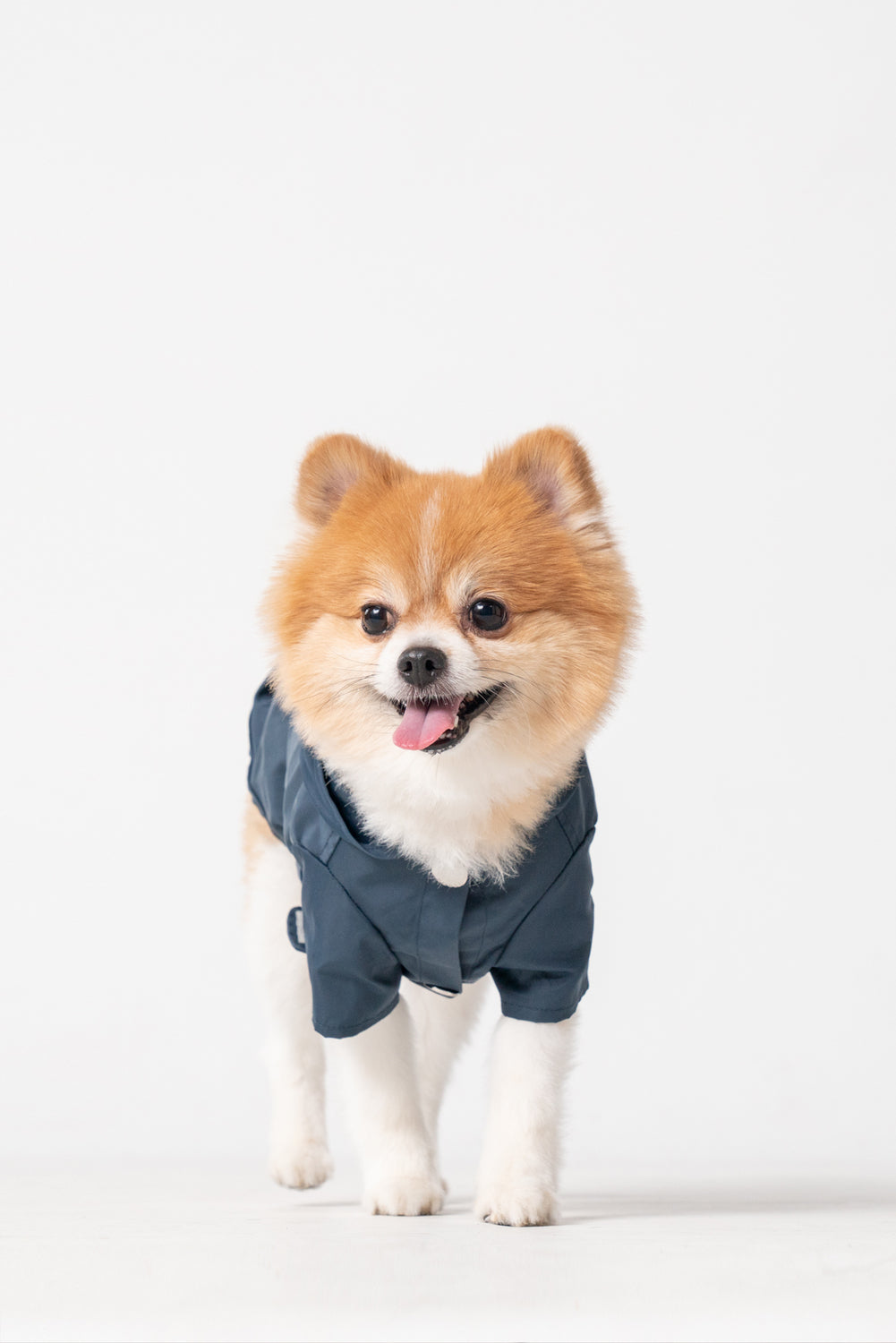Bowery Raincoat Blue Dog Apparel Premium Pet Supply Premium - close up view
