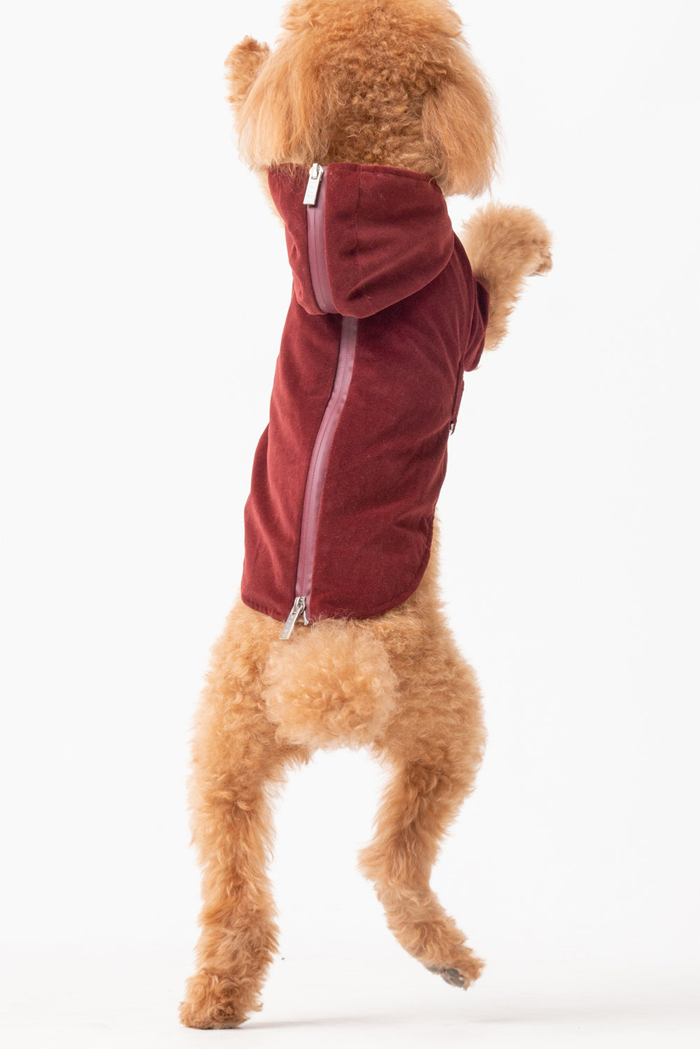 Huston Hoodie Dark Burgundy Dog Apparel Premium Pet Supply - gallery image 9