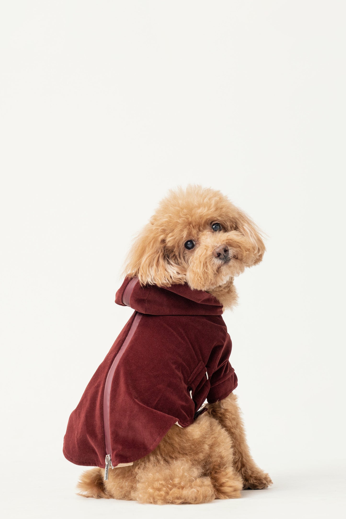 Huston Hoodie Dark Burgundy Dog Apparel Premium Pet Supply - gallery image 5