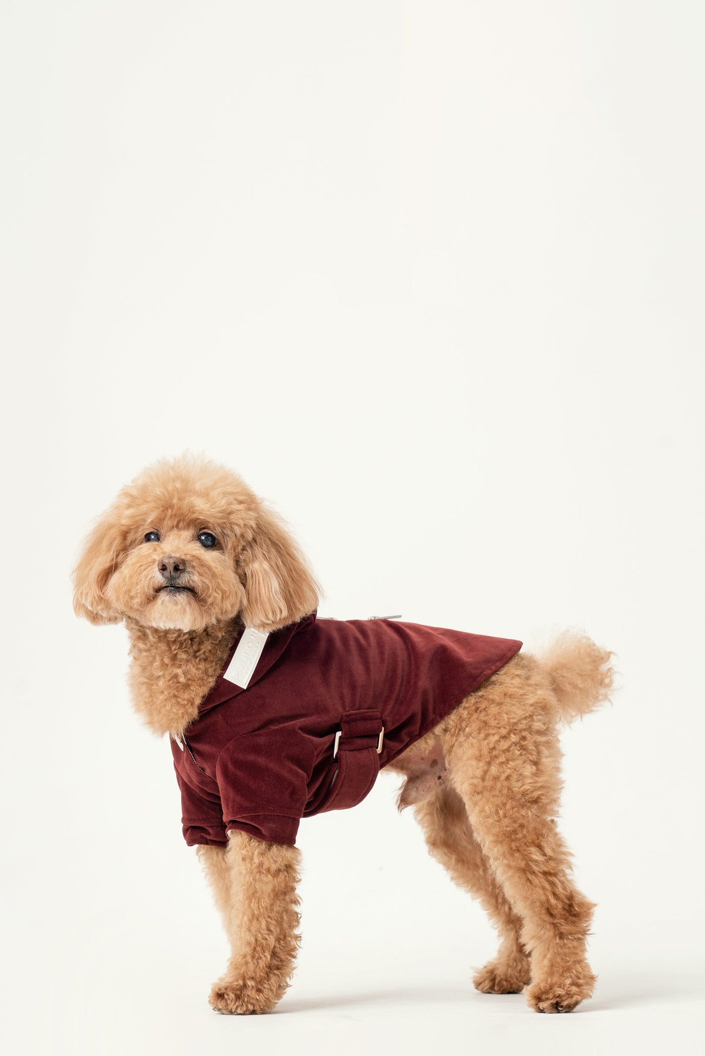 Huston Hoodie Dark Burgundy Dog Apparel Premium Pet Supply - lifestyle view