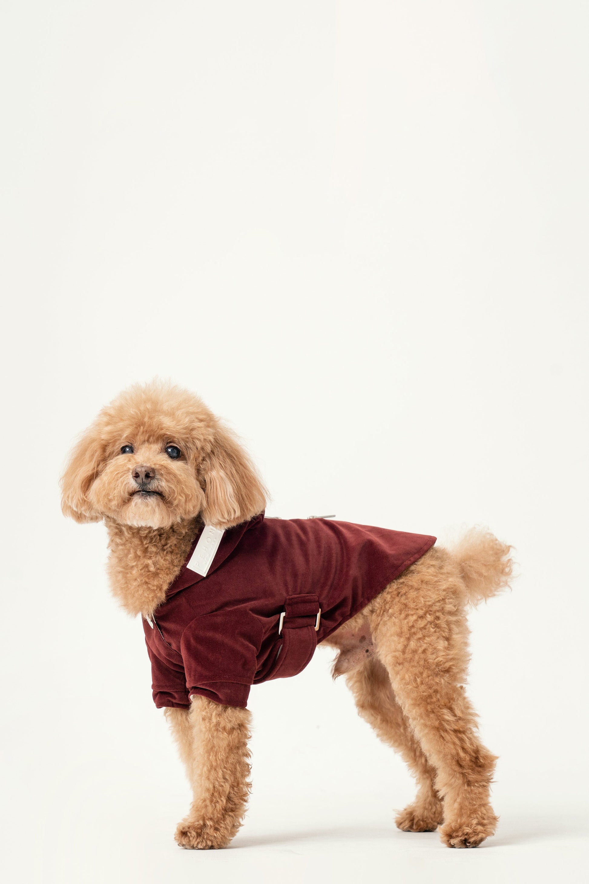 Huston Hoodie Dark Burgundy Dog Apparel Premium Pet Supply - lifestyle view