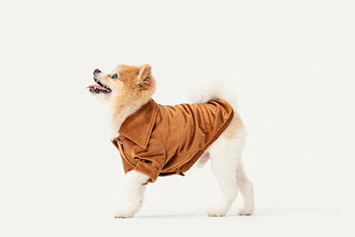 Stainway Shirt Orange Dog Apparel Premium Pet Supply Premium - lifestyle view